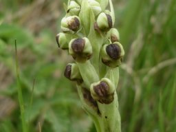 Pterygodium dracomontanum short flower spike